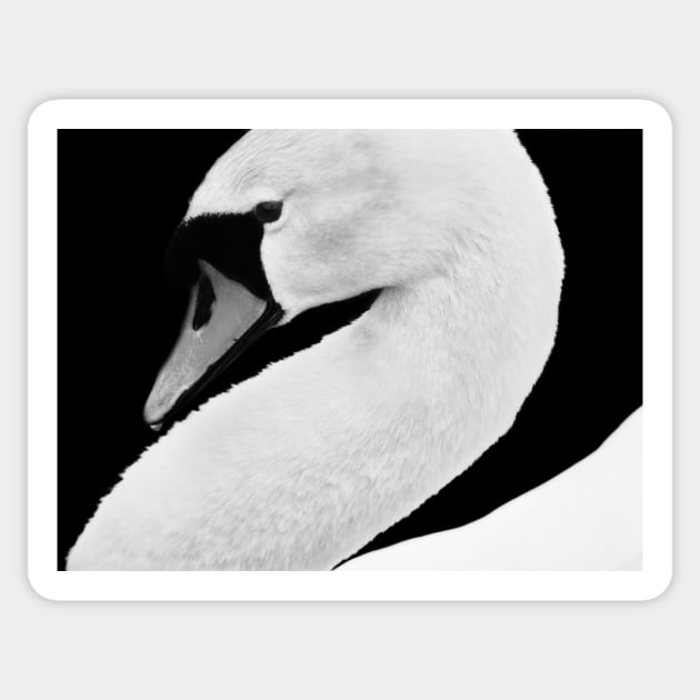 Swan Sticker by LaurieMinor